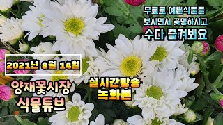 2021년 8월 14일 토요일 실외활동 힘든 때 랜선으로 예쁜식물 보면서  수다떨어봐요 #양재꽃시장 #식물튜…