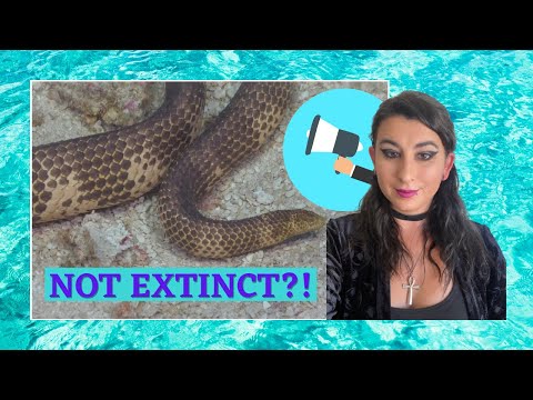 Has the Short-Nosed Sea Snake Returned to Ashmore Reef?