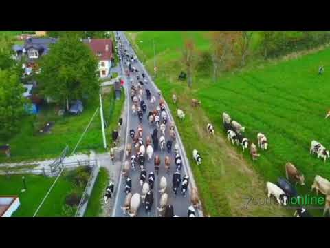 Gallio: la Transumanza 2022 vista dal cielo