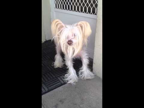 #Monsanto's GMO Rat escaped and is scared shitless!