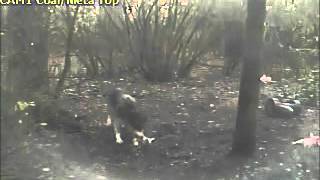 Wolves & ravens briefly "share" Thanksgiving turkey