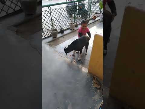 Streat Dog's Was Not Harmful । Love Them They Are Homeless। #Dhriti #naturelovers