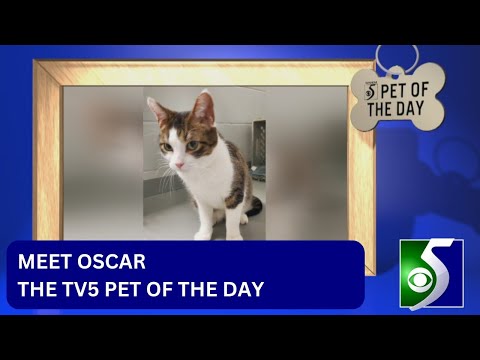 Meet Oscar, the pet of the day