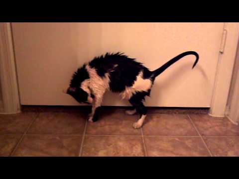 Lady leena of robinshire