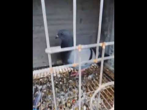 Aquí está mis palomas #palomas #palomocazador #palomaquerida