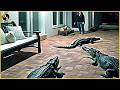 Craziest Animal Encounters Caught In Florida