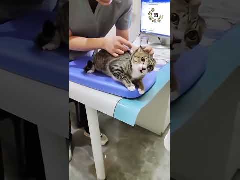 "Nope, Not Today!" — Cat at Vet 🚫🐈💢