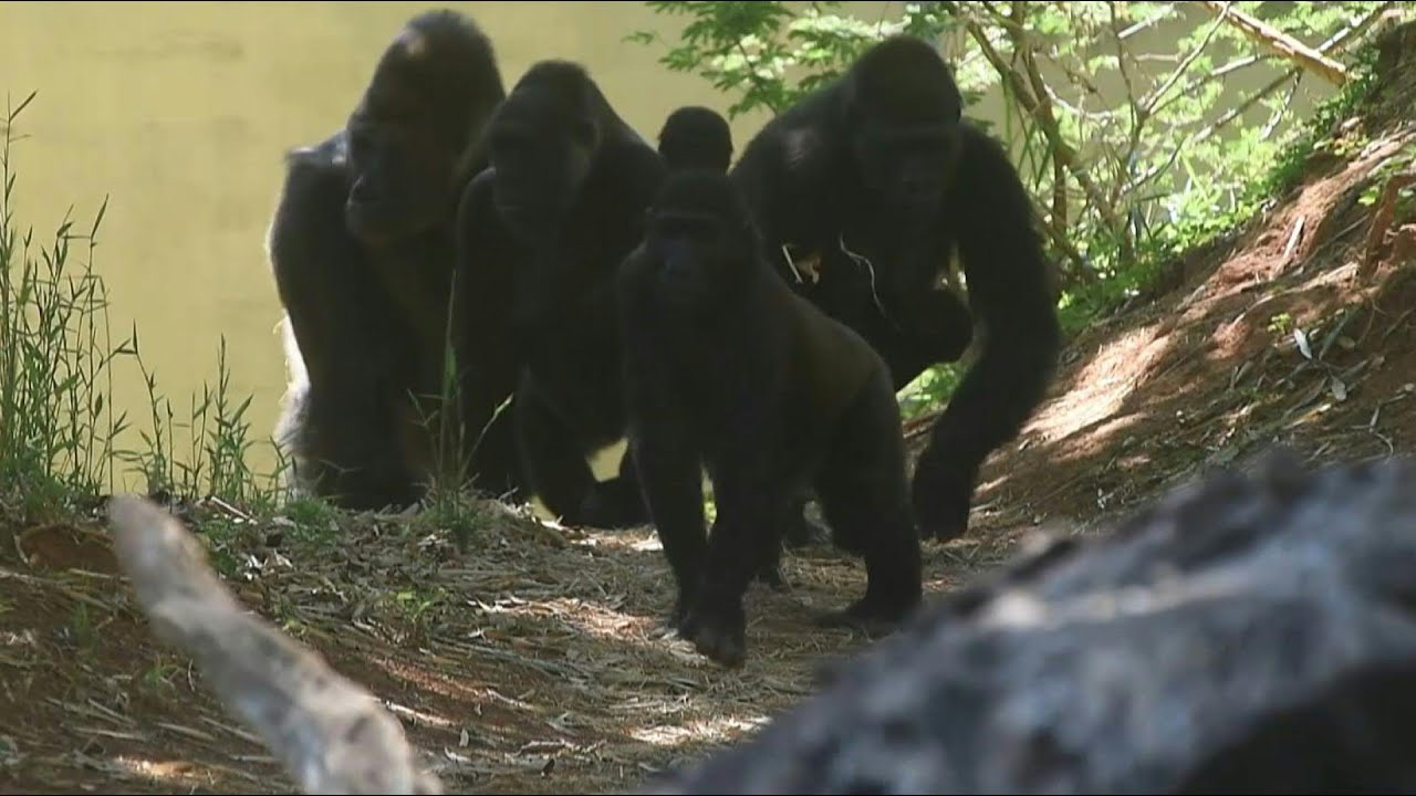 Gorilas-ocidentais se deslocam em grupo após uma espécie de 'votação' | AFP