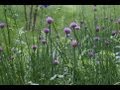 Grieg - Peer Gynt Suite Op.23 No.4 - Solveig's ...