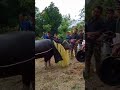 perkenalan awal karna peci sehingga bawah kerbau dia pesta (loli ini bos)