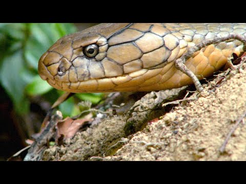Watch Two King Cobras Romance Each Other