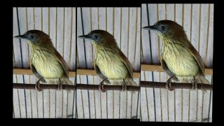 Download lagu suara ciung air betina gacor mp3