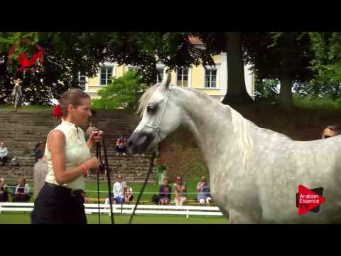 N.31 AGMAL JAHIDDAH - Scandinavian Open Championship 2017 - Fillies 3 Years old (Class 6)