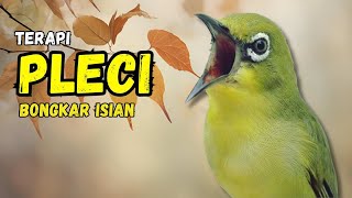 Download lagu Pleci Gacor Full Tembakan Terapi Ampuh Bikin Pleci Bongkar Isian mp3