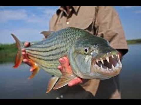 ΔΙΑΒΑΙΝΟΝΤΑΣ ΤΗΝ ΑΝΟΠΑΙΑ ΑΤΡΑΠΟ 2026 ΕΠ.32 ΤΙΓΡΟΨΑΡΟ ΕΡΧΕΤΑΙ Η ΜΑΧΗ ΤΩΝ ΜΑΧΩΝ. ΜΑΓΚΕΣ ΜΠΛΕΞΑΜΕ....