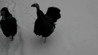 preview picture of video 'North Braddock wild turkeys, January 20, 2009'