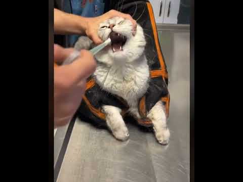 How to Give Medicine to a Cat #cats #funnycats #shorts