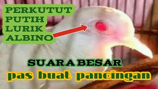 Download lagu PERKUTUT PUTIH LURIK ALBINO MATA MERAH SUARA BESAR... mp3