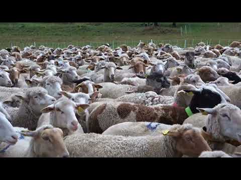 Ovelhas berrando -Rebanho de ovelhas-Som das ovelhas. @andersonmalu.