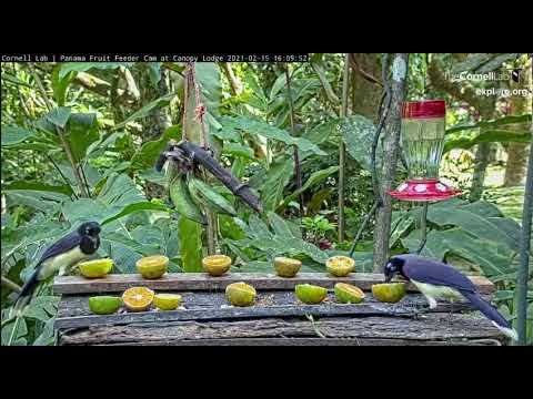 Panama Fruit Feeder, explore.org, February 15, 2021