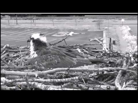 Hellgate Canyon Ospreys ~ Iris Lays 3rd Egg, May 2, 2017 at 6:35:42 AM