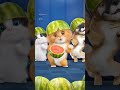 Dubi Dubi Dum Dum Trending Foryou Funny Cute Cats Nocopyrightmusic Catvideos Catshorts