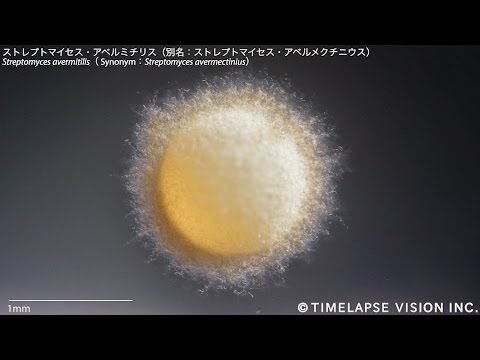 Plethodontohyla tuberataについて詳しく解説