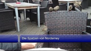 preview picture of video 'Die Spatzen von Norderney'