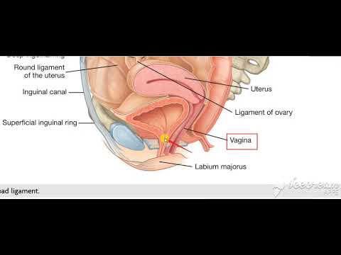 Urinary bladder neck relations 2