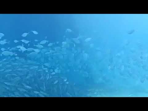 Lâ ilâhe illallah kelime-i tevhid: Aralıksız 30 dakika huzur bulacağınız okuma.