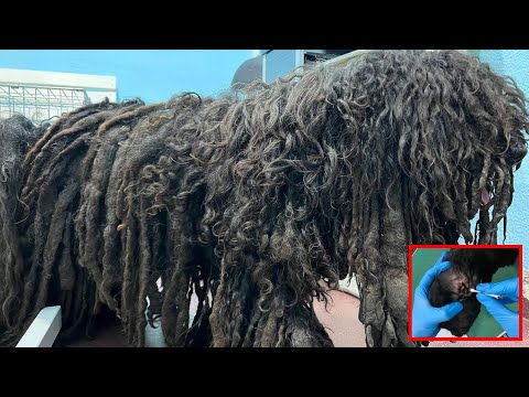 WARNING: These Dog Ears Were a Disaster…