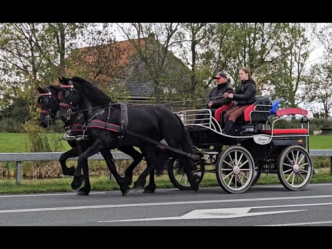 Stal Okkema's pair of mares - left: Sue & right: Sientje - 2021