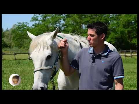 BARBERI D'ORO - GUESS