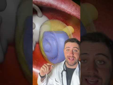 COMO O SOM É FORMADO? #curiosidades #anatomia #medico #curiosidademedicina #medicina #ouvido