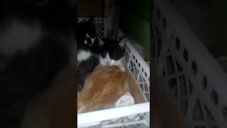 Download lagu Abis Mukbang Versi Kucing Pada Tepar #shorts mp3