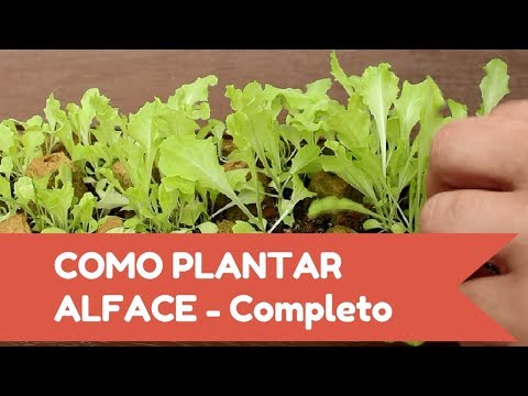 , title : 'Como plantar ALFACE fácil - Inicio, meio e fim!!!'