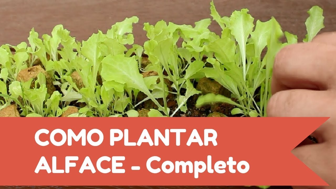 Como plantar ALFACE fácil - Inicio, meio e fim!!!