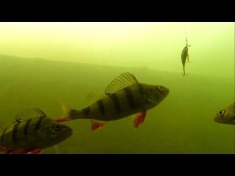 Perch attack Ryuki. Рыбалка окунь атакует Ръюки. Aborre baars Barsch strike. Fishing w lures