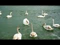 Swans La Eforie 1
