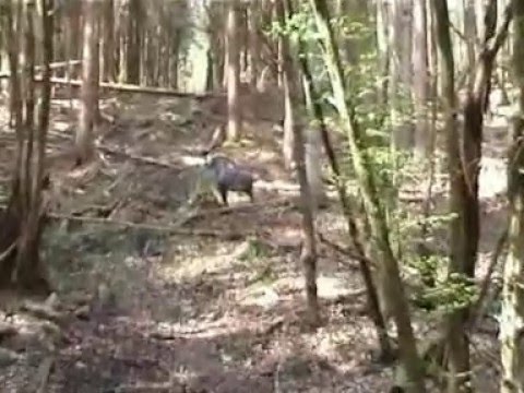 Jagdturnier in Collenberg 2008