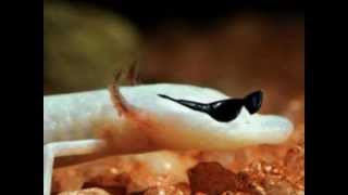 THE STAGS 'Texas Cave Salamander' Soundflat Records 2009