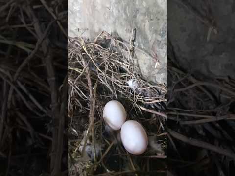 cuando no hay huevos en la casa y toca mirar dónde hay en el nido de los palomos chitaga norte 🇨🇴🕊️
