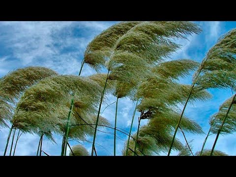 O Vento video
