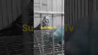 Download lagu Ep.5 Love Birds #shorts mp3 Download lagu Ep.5 Love Birds #shorts mp3