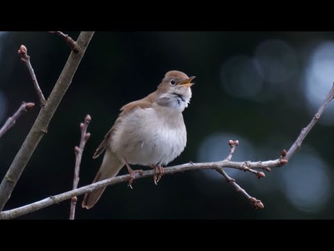 30 Minutes of Soothing Nightingale Song: Nature's Melody