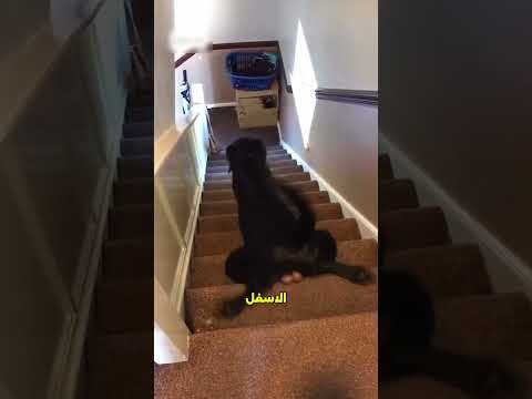 ما حدث لهذا الكلب على الدرج! 😱 #shorts
