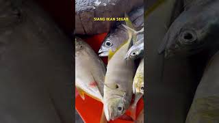 Download lagu Siang Ikan Segar🤗 mp3 Download lagu Siang Ikan Segar🤗 mp3