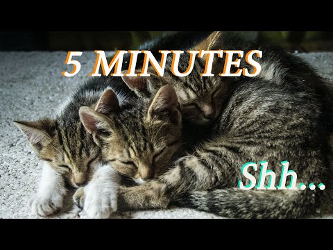 Music To Make Your Cat Sleep Within 5 Minutes | Cat Sleep Music