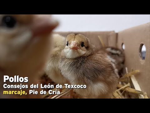 Pollos marcaje, Consejos del León de Texcoco, Pie de Cría Radio.