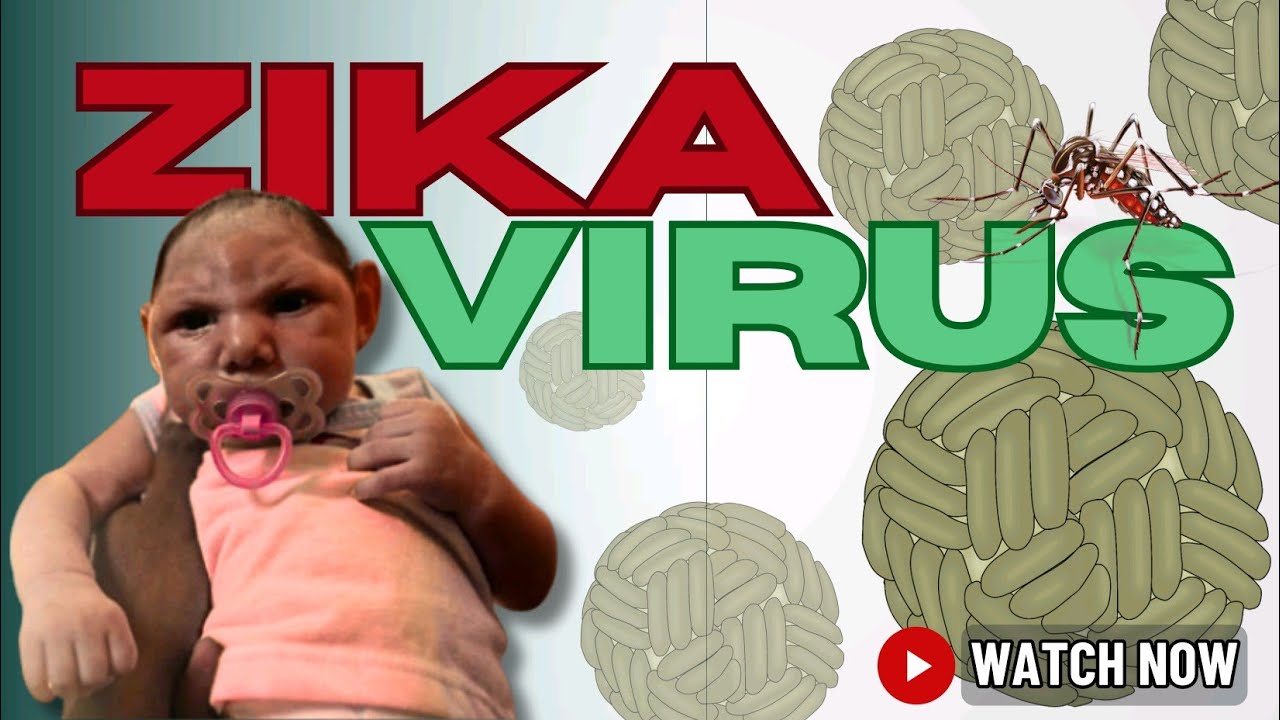 Zika Virus (ZIKV): The Pandemic We Didn't See Coming | Virology 101